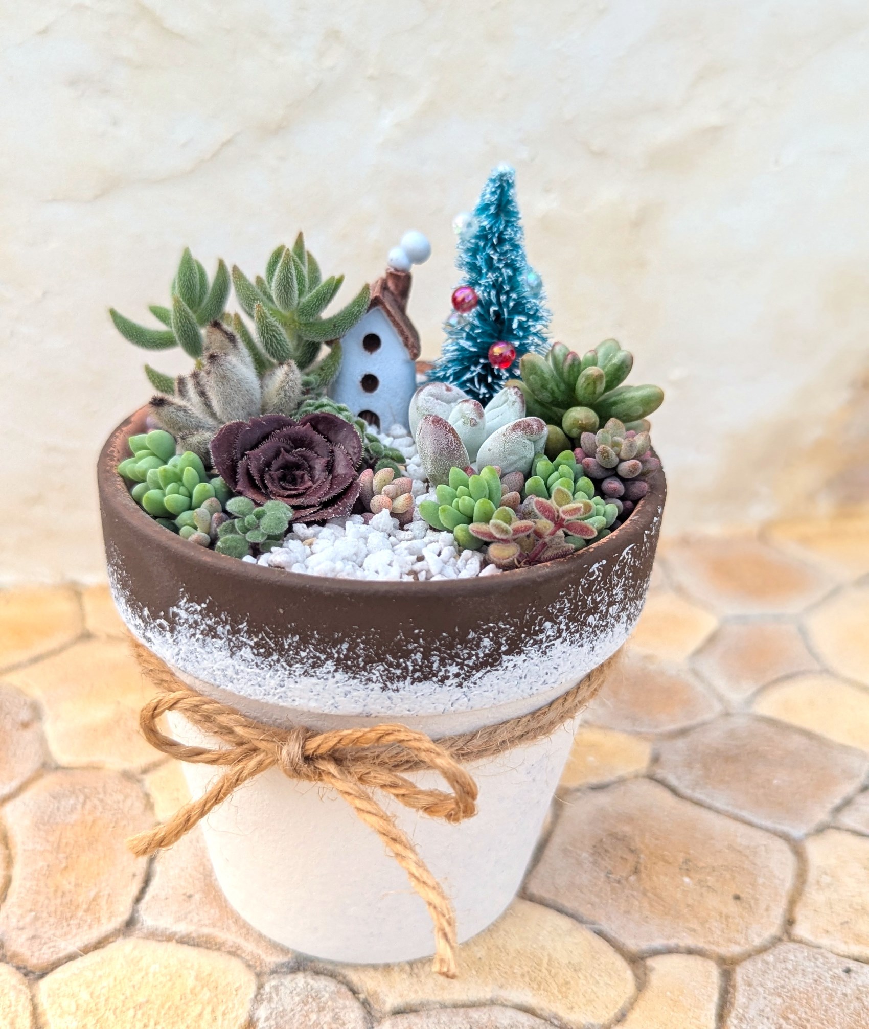 多肉植物 | SBS学苑 | 学ぶ感動、知る興奮 - 静岡・浜松・沼津の