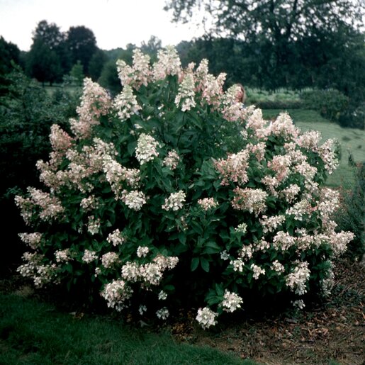 Hydrangea Paniculata Unique Panicle Hydrangea | SiteOne US