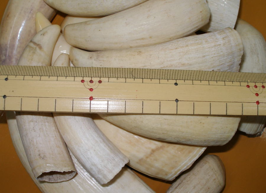 マッコウ鯨牙原材料（マッコウクジラ歯原材料販売）