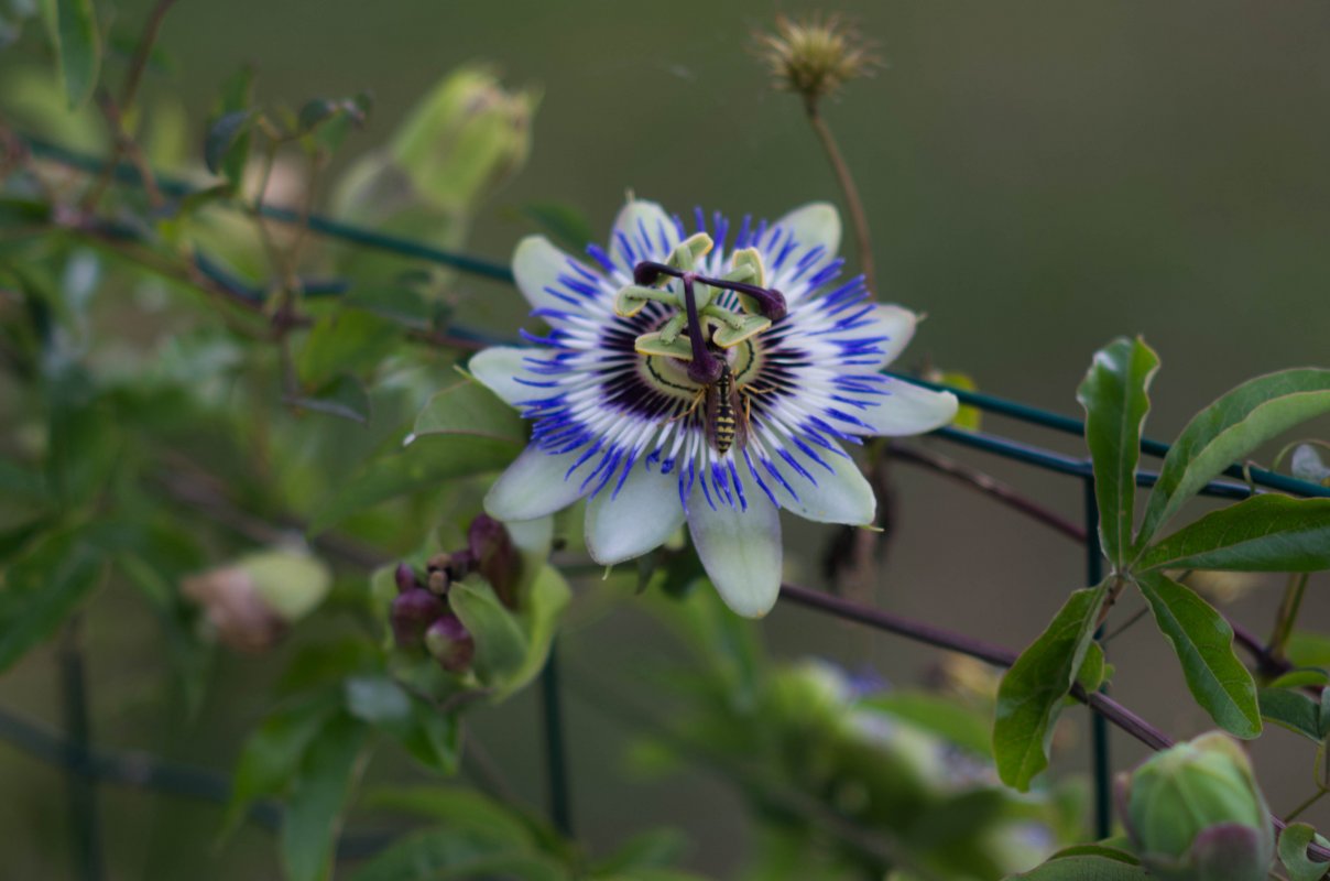 Yashica Auto Yashinon-DX 135mm F2.8 Lens Reviews - Yashica Lenses