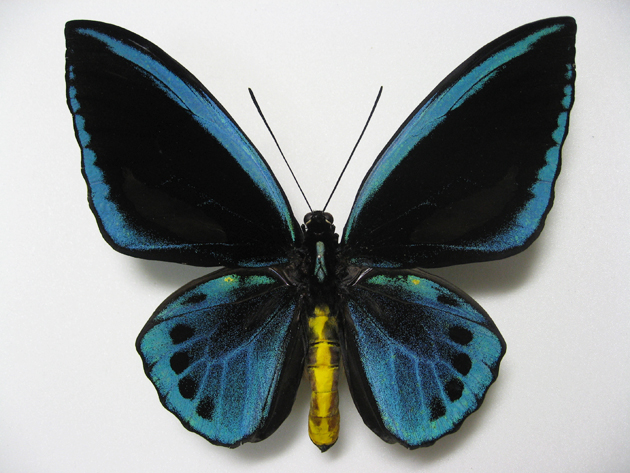 アオメガネトリバネアゲハ