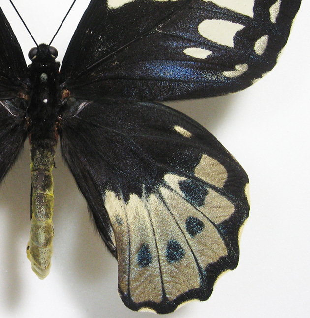 オビトリバネアゲハ Ornithoptera aesacus ～ 蝶の標本 麗蝶 ～