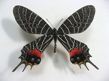 アゲハ蝶 標本 -アゲハ2-