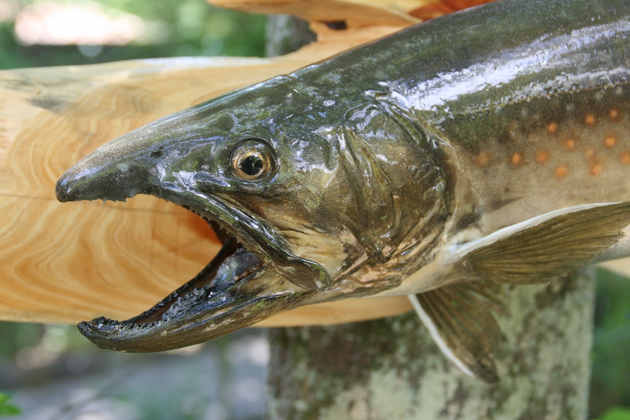 魚類剥製工房＜リアルアート岩井＞