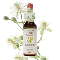 バッチフラワー | Slow Life Shop わらく