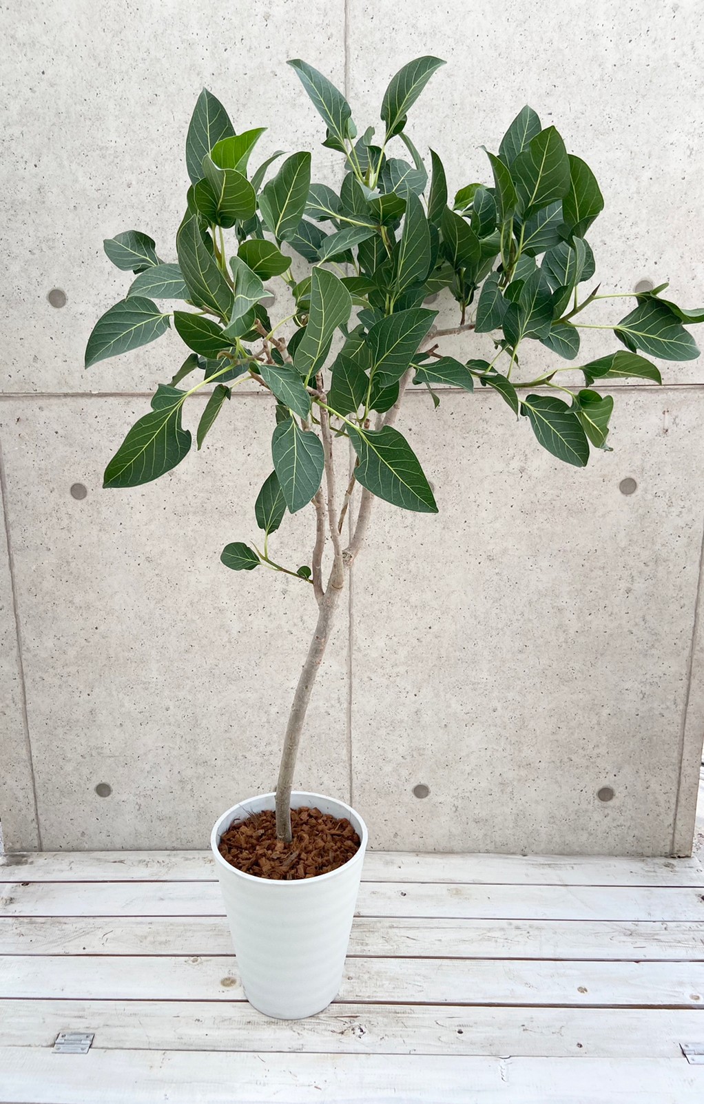 フィカス・クリシュナ - 株式会社山田農園