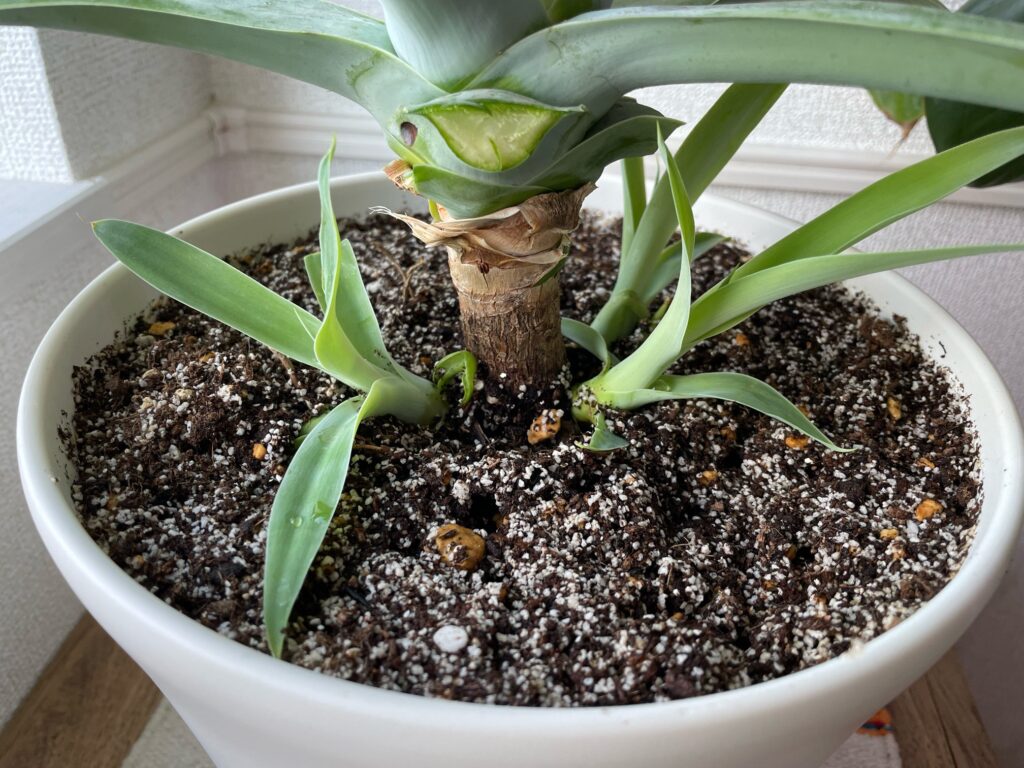 アガベ・アテナータの育て方-おーきっどblog