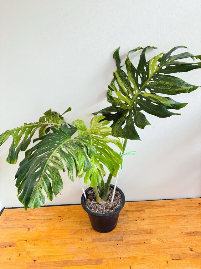 Rare Monstera Deliciosa Mint Variegated Limited from Thailand on Sale