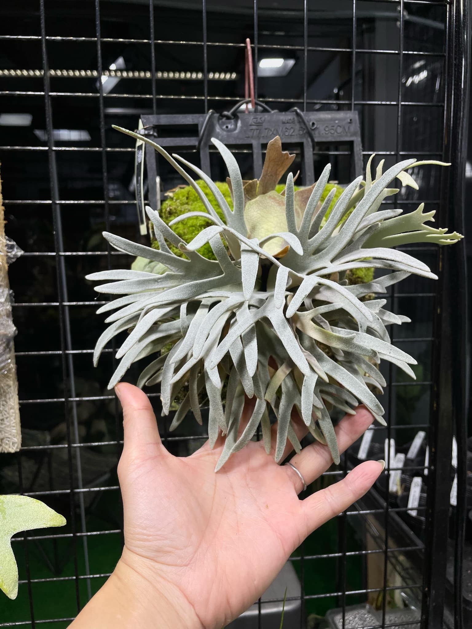 h*1様 P. willinckii 