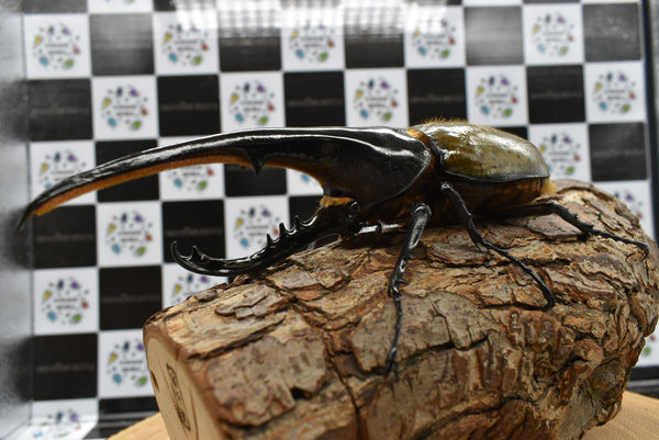 ヘラクレスオオカブト_ヘラクレス ヘラクレス – HAWAIIAN BEETLE