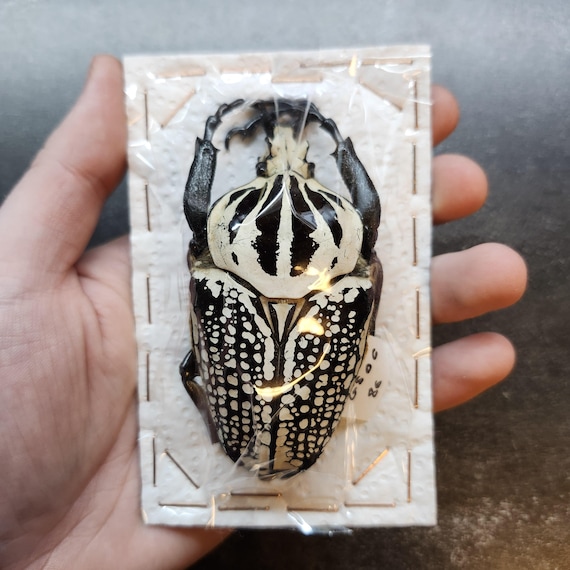 Real Goliath Beetle Dried Insect Specimen Huge 86mm Goliathus