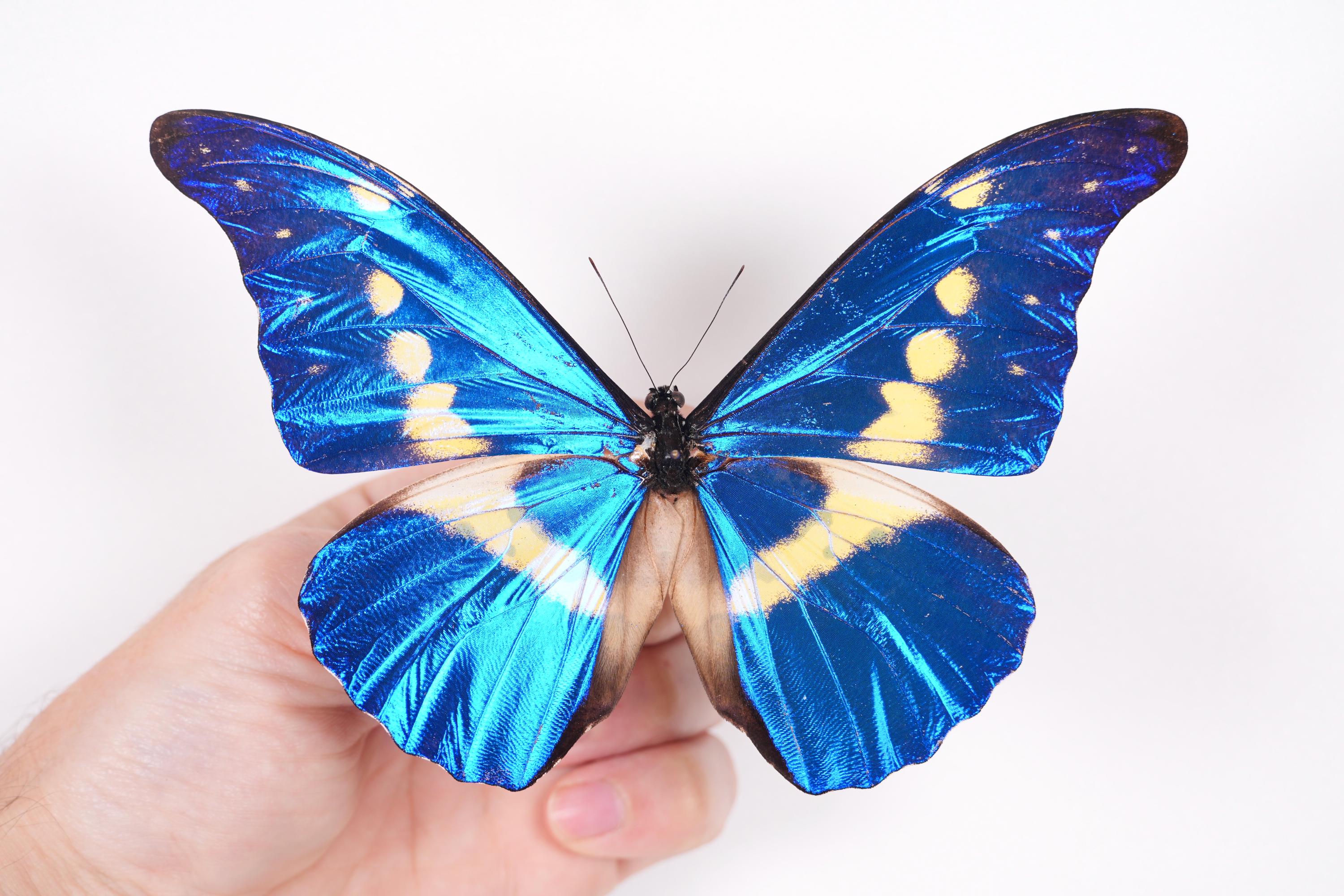 Morpho Rethenor Helena Peru (PE) - Wild Caught - Real Metallic