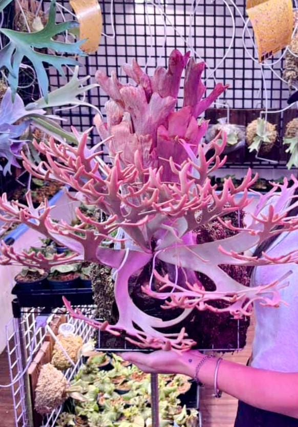 Platycerium Jenny, TC - Etsy