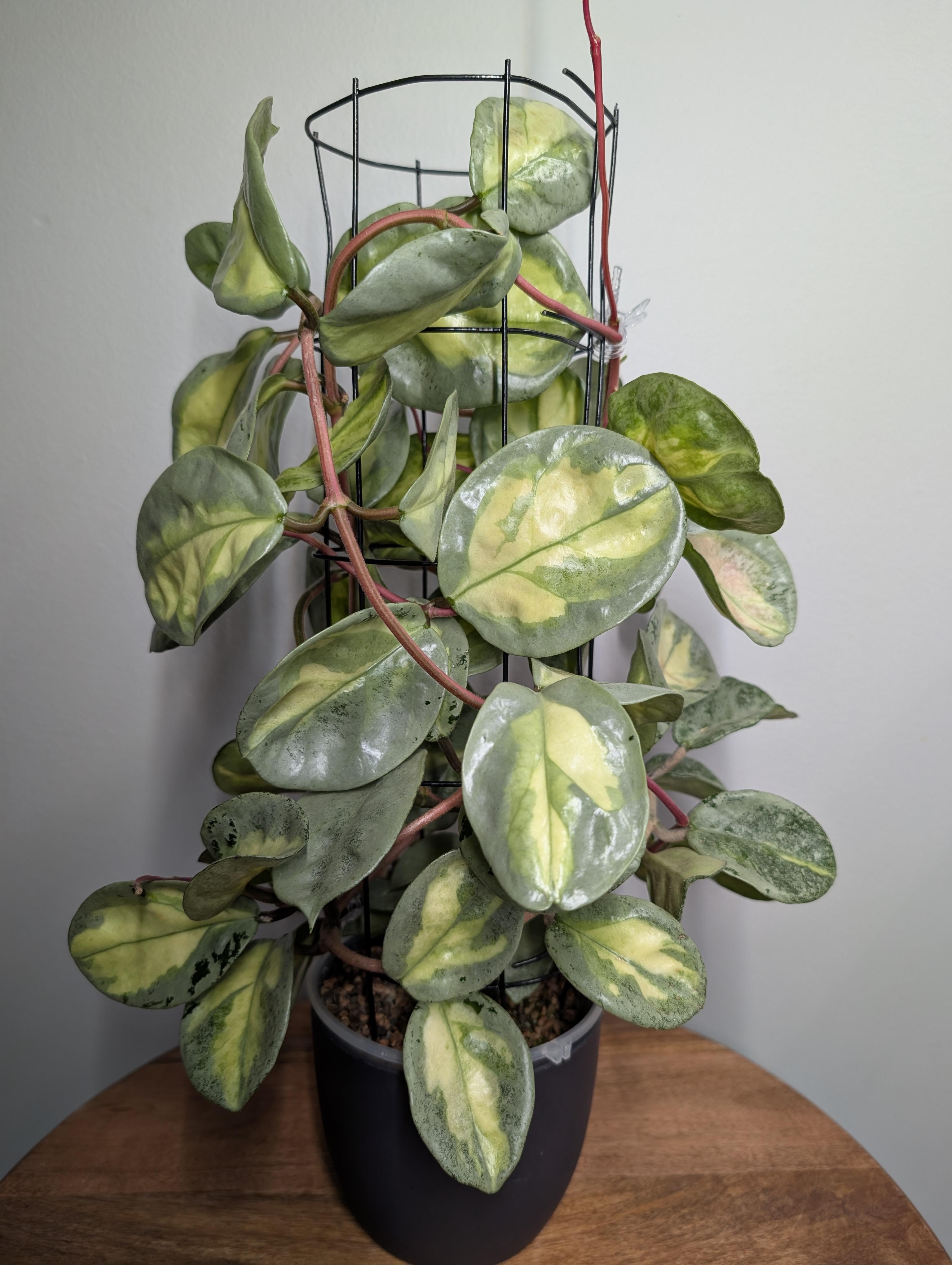 ホヤ・カルノーサ 'アルゲンティア・プリンセス' : r/hoyas