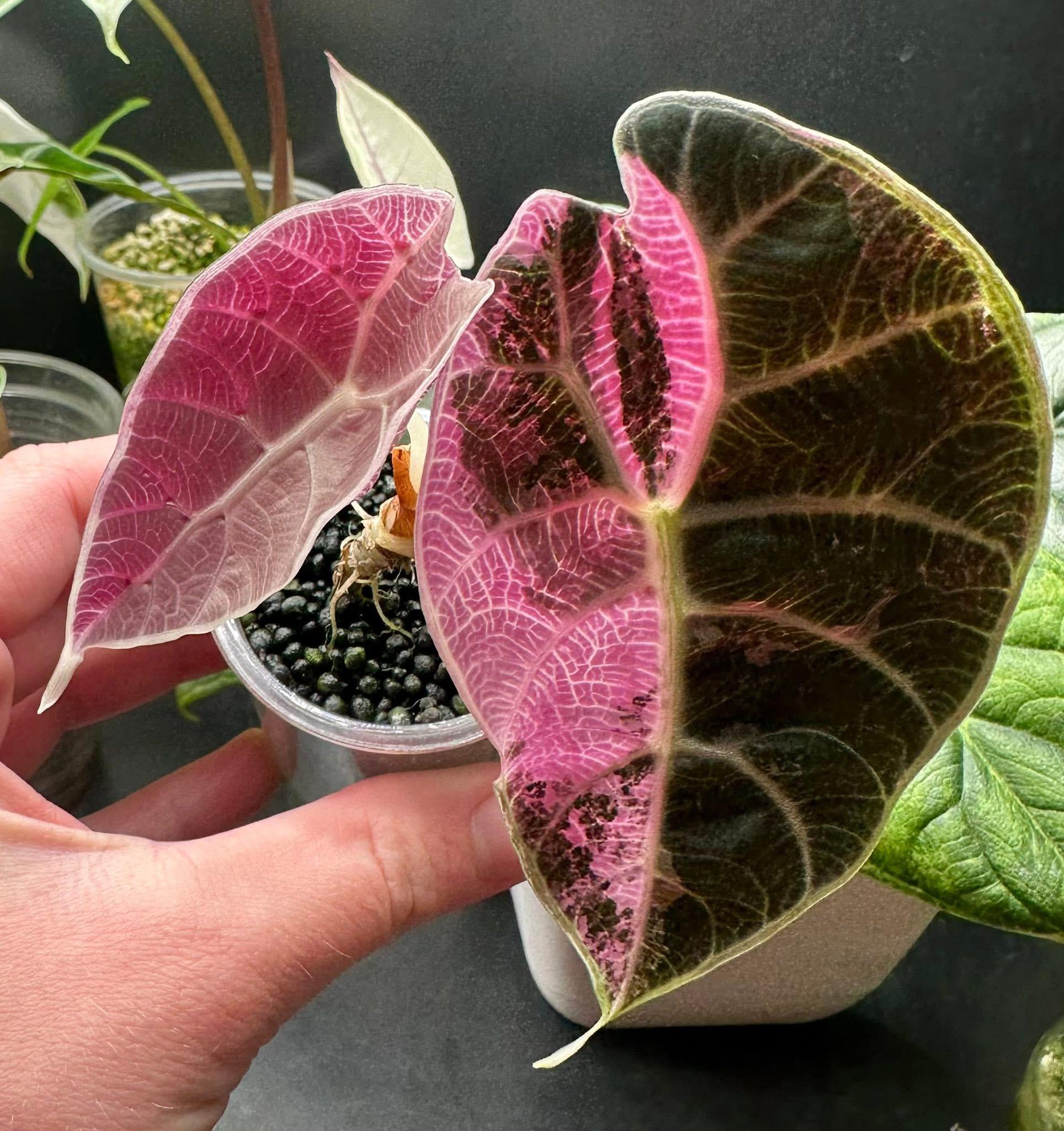 ピンク/アルボ アロカシア ワトソニアナ : r/RareHouseplants