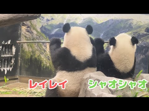 シャオシャオとレイレイ（2歳〜） - YouTube