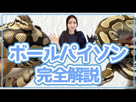 ボールパイソンの飼育完全ガイド【2023年ver.】 - YouTube