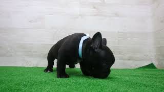 Coo&RIKU No.00747863 フレンチブルドッグ - YouTube