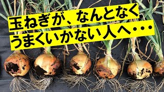 What should be improved first? Aiming to harvest onions the size