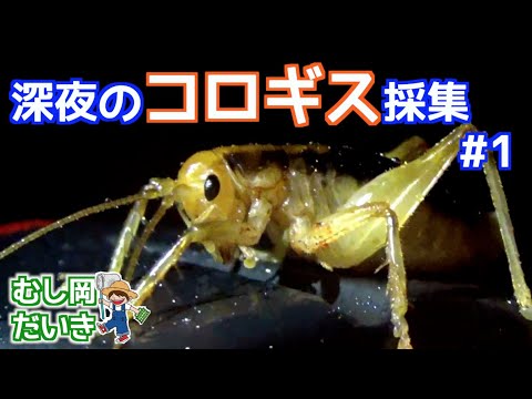Riokku in Japan] Collecting korogis late at night!? - YouTube