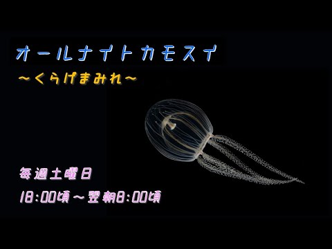 オールナイトカモスイ ～くらげまみれ～ #215 ウラシマクラゲ - YouTube