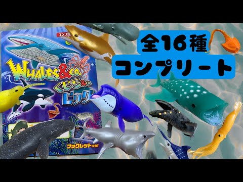 DeAgostini くじら&co.ビッグ コンプリートセット開封（WHALES ＆ co