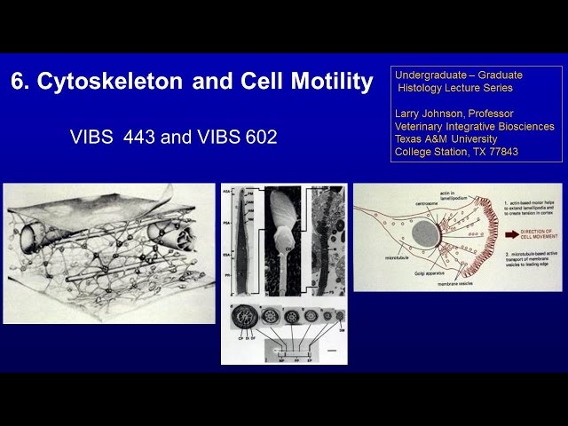 洋書 The Dynamics of Cellular Motility The Cytoskeleton and Cell