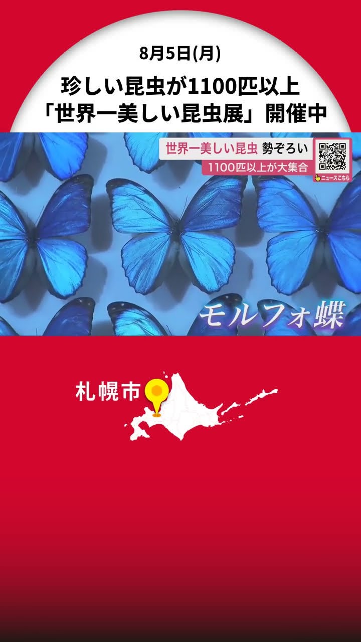 A huge gathering of 1,100 rare insects! The highlight is the