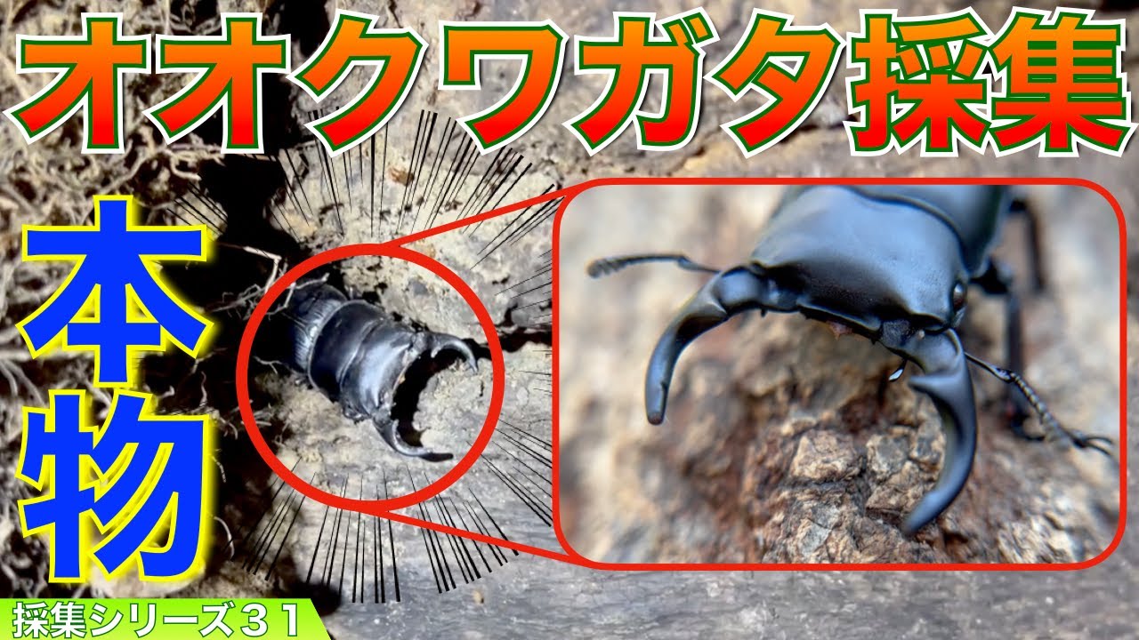 31種目】神回！ワイルドオオクワを樹液採集！山梨や岡山での激闘の末