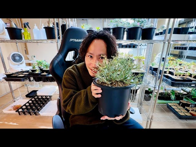 BEST3】今年買って良かった塊根植物 - YouTube