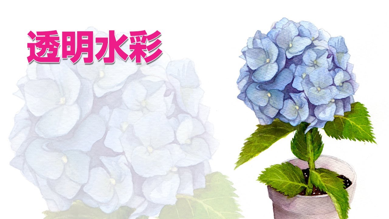 Watercolor plants 05【透明水彩で描く植物】小さな紫陽花 - YouTube