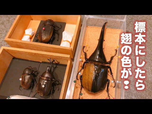 ヘラクレス標本／翅の色が黒から黄色になり一ヶ月後になんと！？ - YouTube