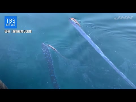 寄り添うように泳ぐリュウグウノツカイ - YouTube