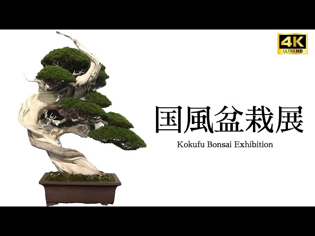 4K LONG】 Kokufu Bonsai Exhibition 2025 All displayed tree - YouTube