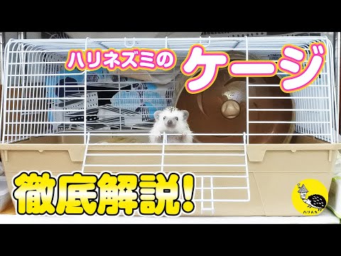 ハリネズミ用ケージ徹底解説！ケージの中の飼育用品、レイアウトも
