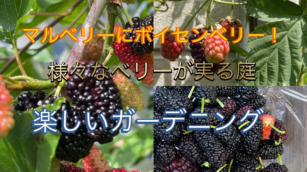 マルベリーにボイセンベリー！様々なベリーが実る庭 楽しい