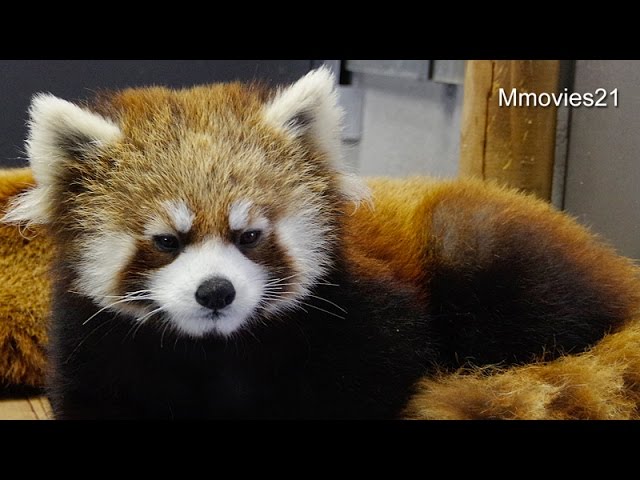 Yawn of Red Panda~レッサーパンダの寝起き - YouTube