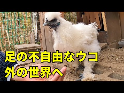 なんとか自分の力で外に出れないか誘導を試みます…【ニワトリ飼育