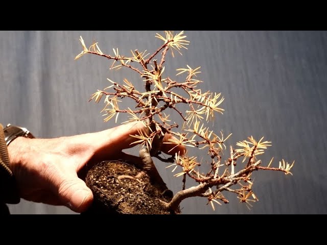 I waited until the leaves had fallen before wiring the Japanese