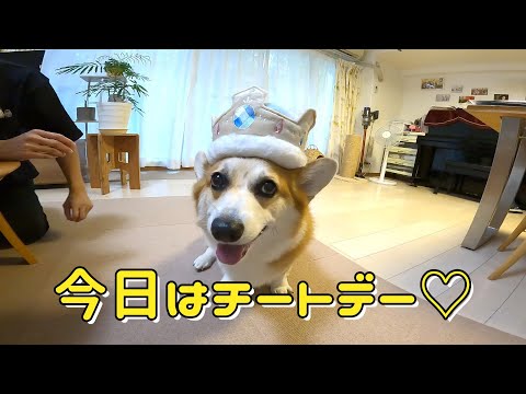 コーギーと仲間たち - YouTube