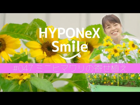 🌱047: Mini sunflower arrangement | #HyponexSmile - YouTube