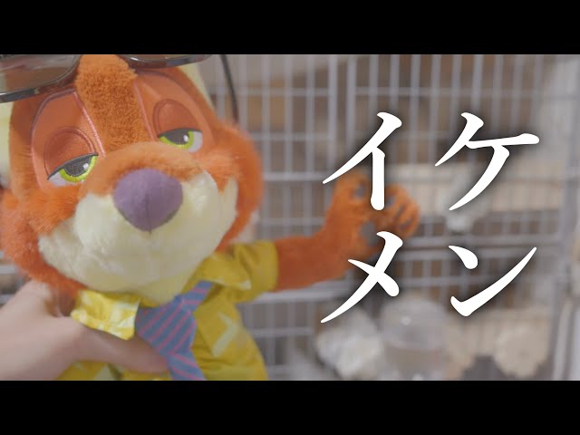 Unboxing] Zootopia 2 is coming out, so there's so much merchandise