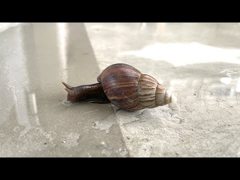 ○nimasu] Snails that you should never touch - YouTube