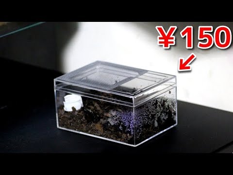 A fashionable breeding case with only 100-yen products - YouTube