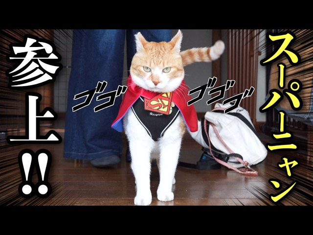A super cat that Defender of Cat Lovers! - YouTube