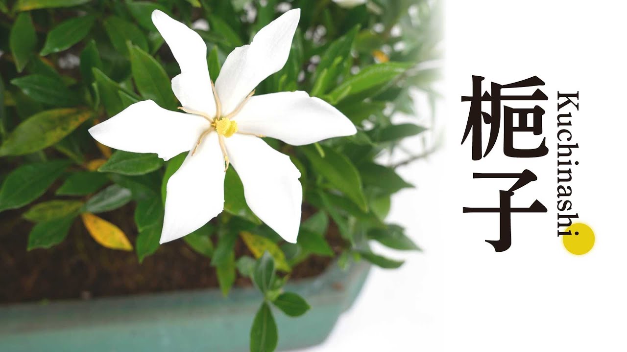 北盆/商品紹介】五蓉園 ｜ 梔子(クチナシ)のご紹介 - YouTube