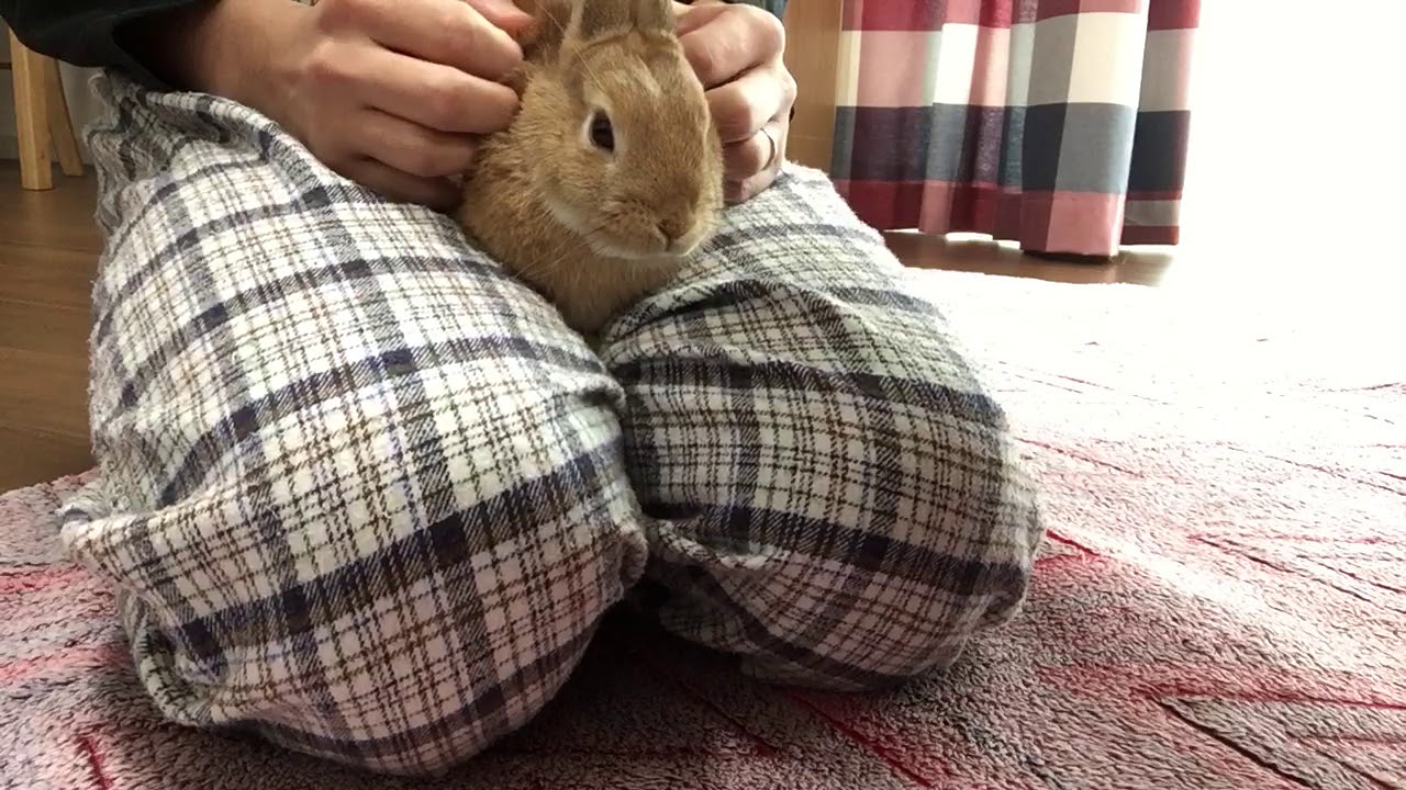 97 うさぎを膝の上に乗せる、撫でる。そして世界は平和になった