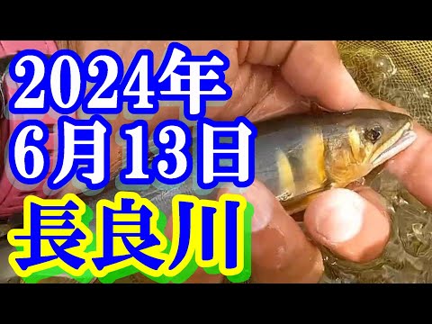 鮎釣り 平水 五町の瀬 吉田川鶴佐橋上 長良川郡上 2024年 - YouTube
