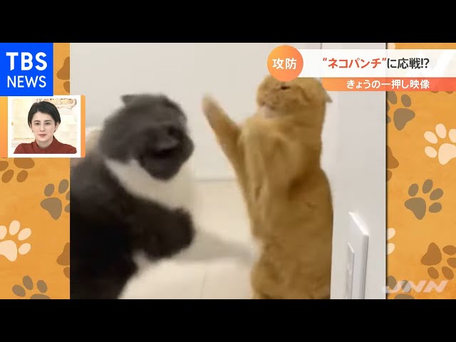 止まらぬ“ちょっかい”ネコパンチに応戦！？【Nスタ】 - YouTube