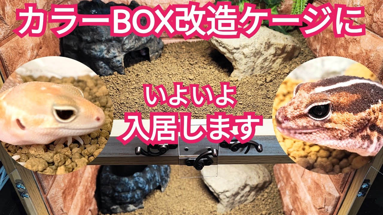 Nishiafu and others live in colored box cages - YouTube